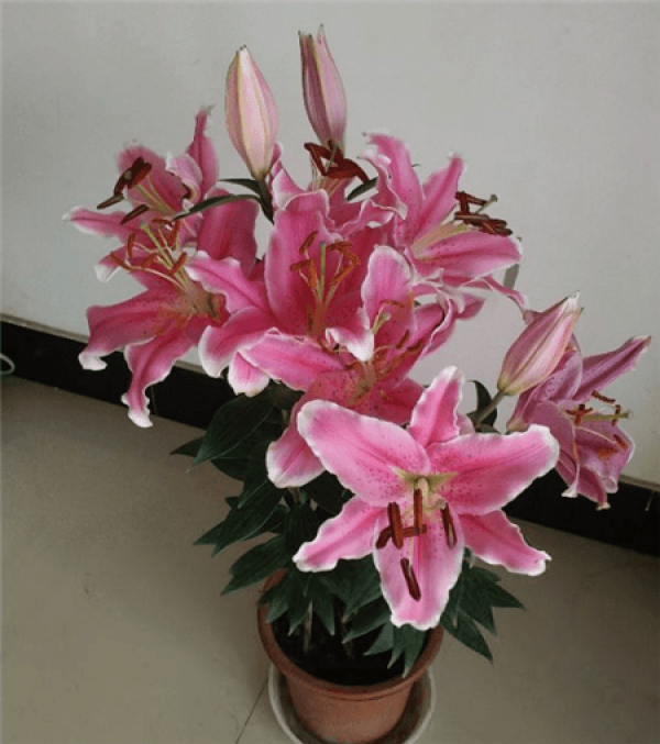 Lily