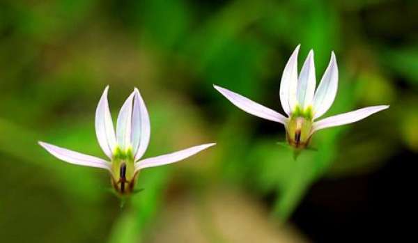 The Value Difference between Scutellaria barbata and Lobelia chinensis