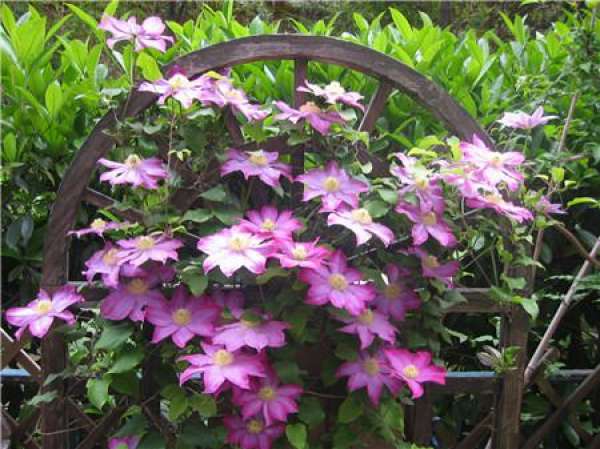 F-Line Clematis dormancy in summer