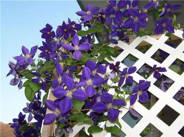Conservation of Clematis in Dormancy Period