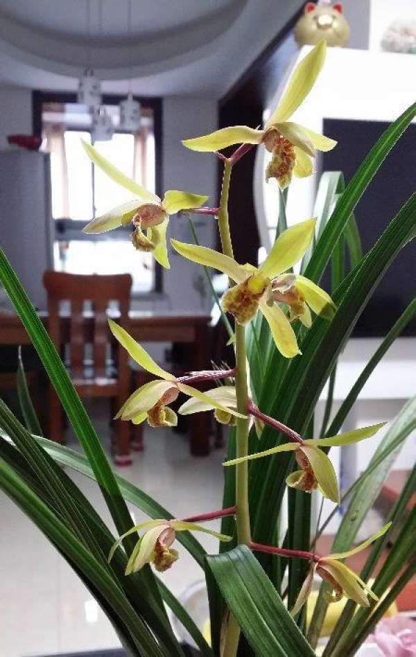 pay attention to concealment when cultivating orchids