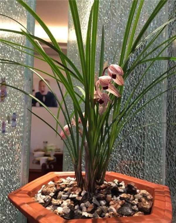 Cultivating Orchids Should Pick Flowers in Time