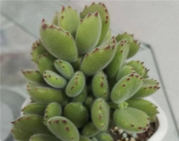 Fleshy summer dormancy maintenance
