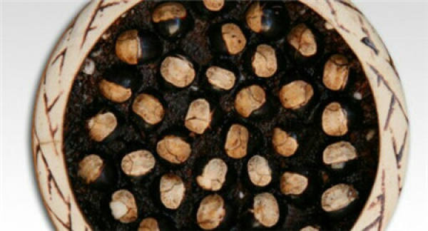 clean the seeds of Osmanthus