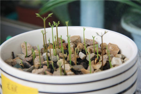 Conservation of Potted Longan