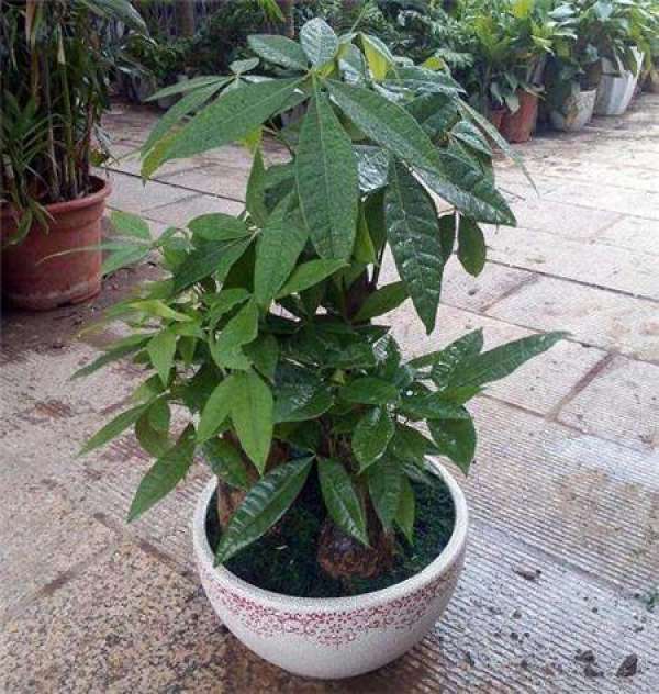 Fortune Tree