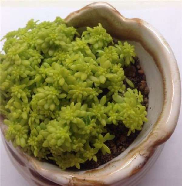 Choose a fleshy, healthy plant.