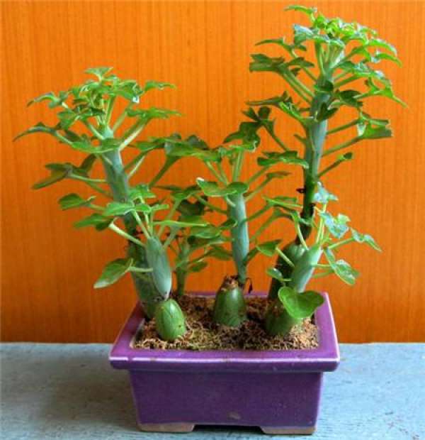 Maintenance of Qibao Tree in Winter
