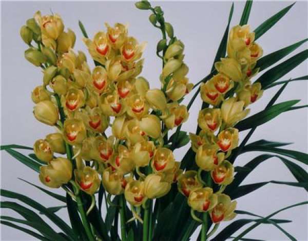 Soil Arrangement of Cymbidium hybridum