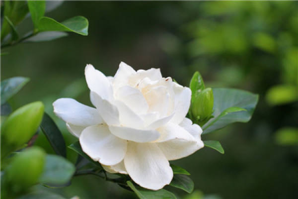 Gardenia