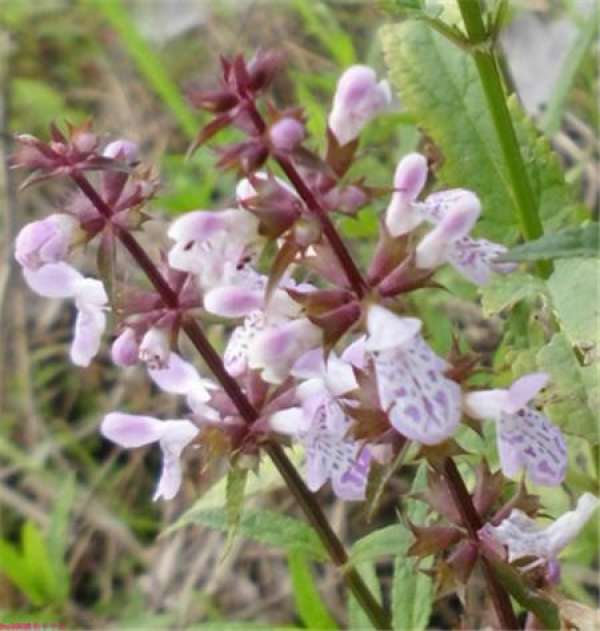 Matters needing attention in the cultivation of manna seed Matters needing attention in the cultivation of manna seed