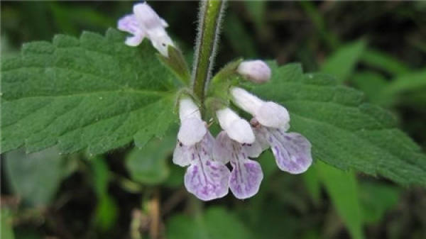 Sowing and Propagation of Ganluzi