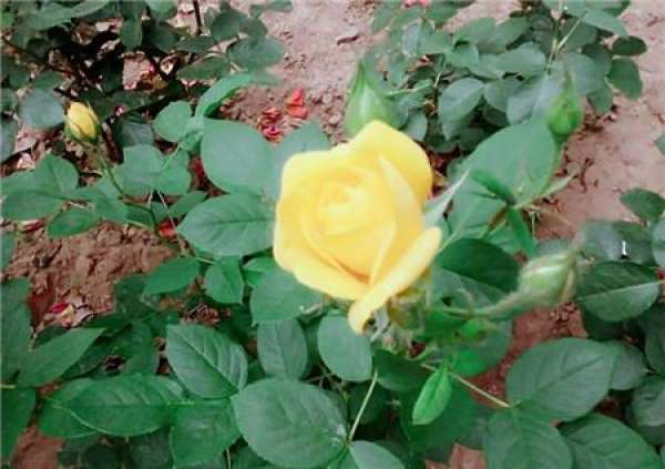 Pruning of Chinese rose during dormancy period