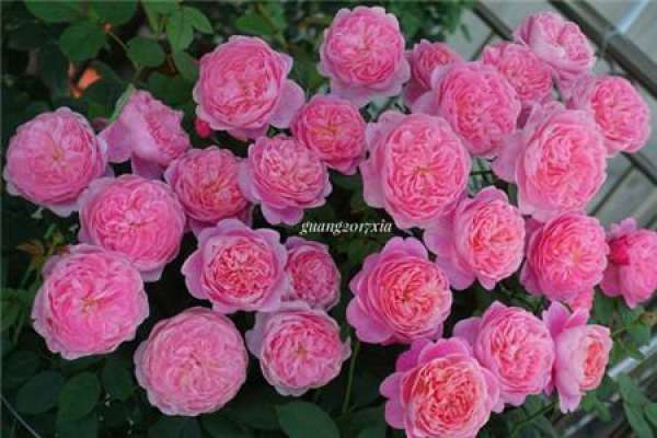 The Chinese rose is bursting.