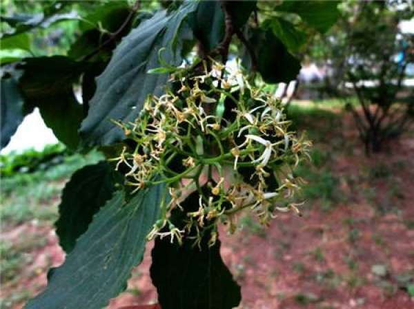 Seeding method of Loropetalum hirsutum
