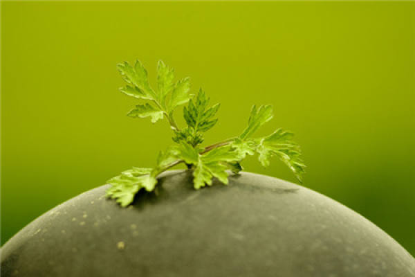 How to raise mugwort potted plants?