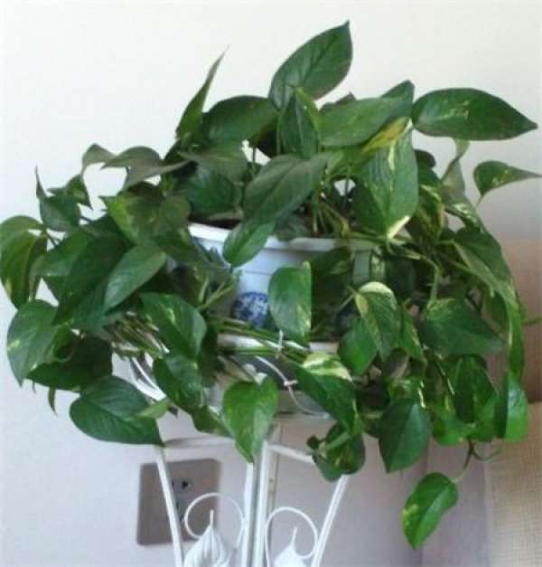 Precautions for watering Scindapsus aureus