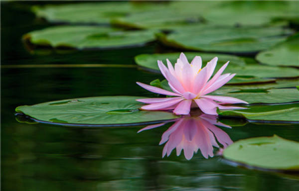Water Lily