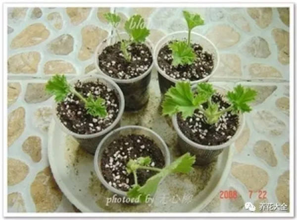Geranium