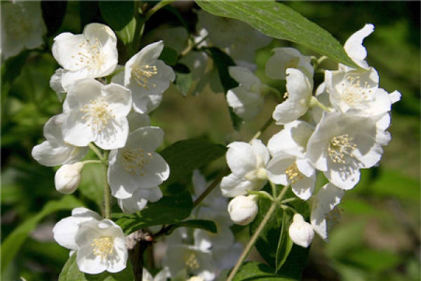Cultivation method of mountain plum flower and soil