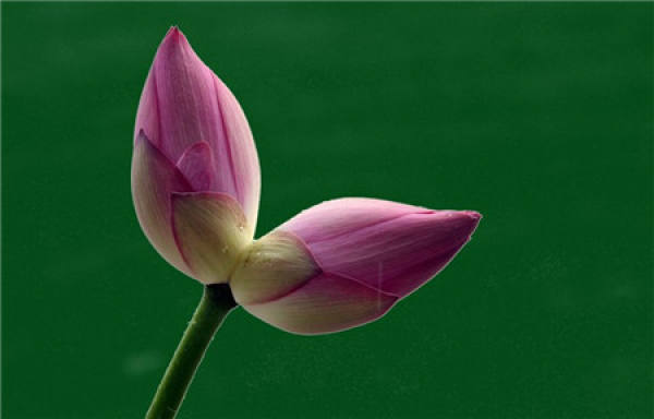 Matters needing attention in the cultivation of lotus