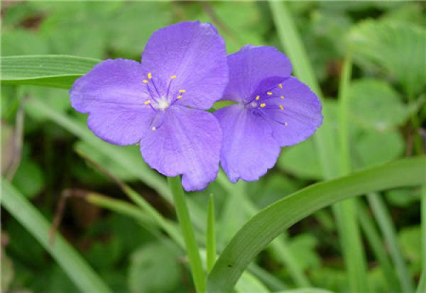 preparation for bed planting of Tradescantia