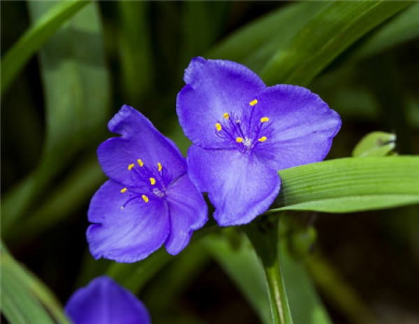 Operating Regulations of Tradescantia Paludosa Cutting