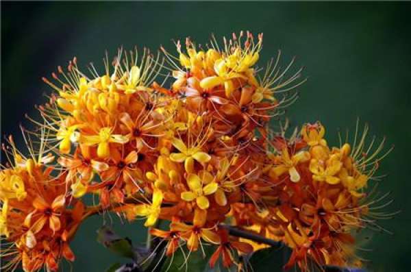 Matters needing attention in the cultivation of Carefree Flower