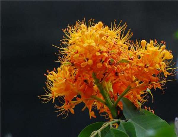 Transplanting after sowing of Carefree Flower