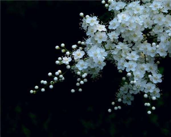 cultured Sorbaria blindly shade