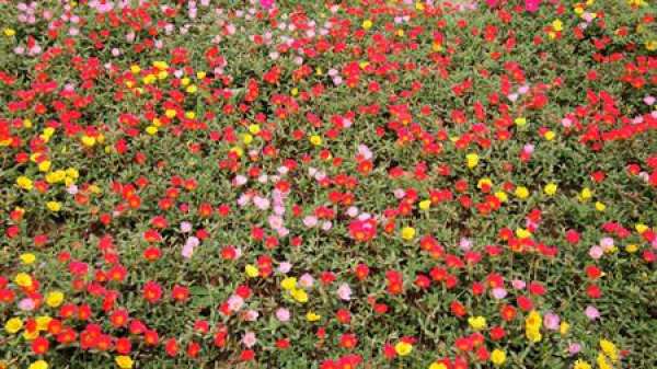 scientific name of immortal flower
