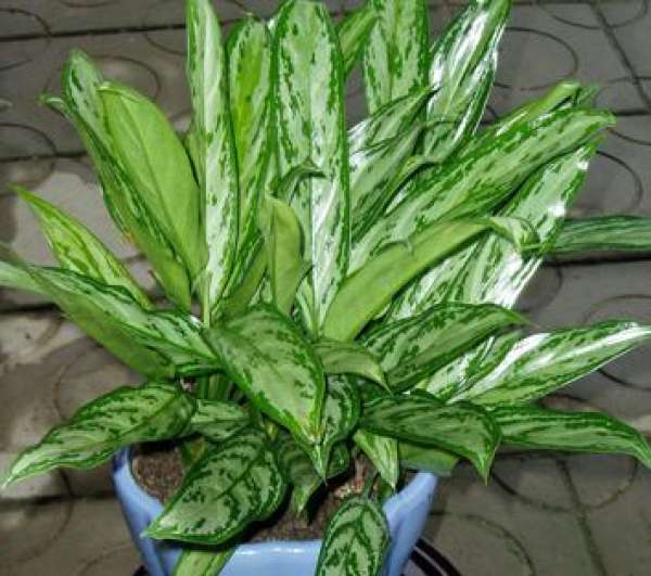 complete picture of silver queen