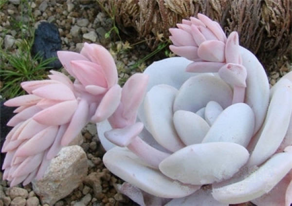 The following points should be paid attention to in the cultivation of snow lotus: