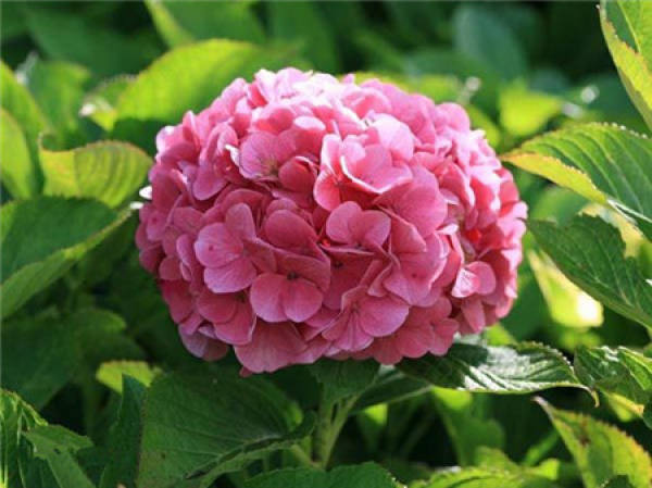 appreciation of Hydrangea pictures