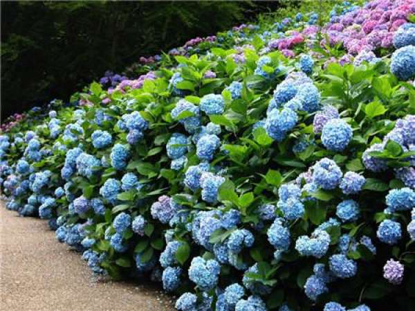 appreciation of Hydrangea pictures