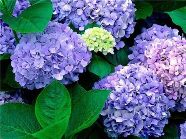 appreciation of Hydrangea pictures