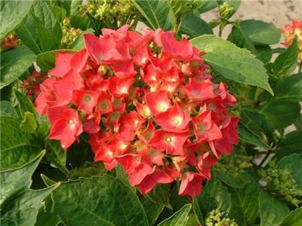 appreciation of Hydrangea pictures