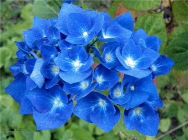 Enjoy the pictures of hydrangea