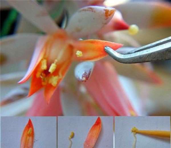 How to pollinate the succulent plant Saussurea involucrata The Plant Aide