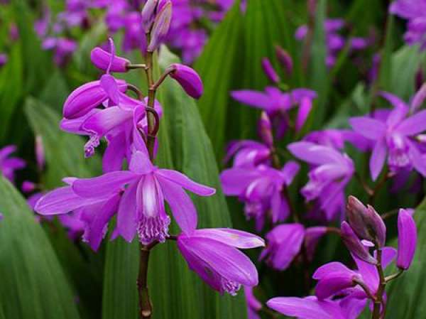 Common Insect Pests and Their Control in Juran