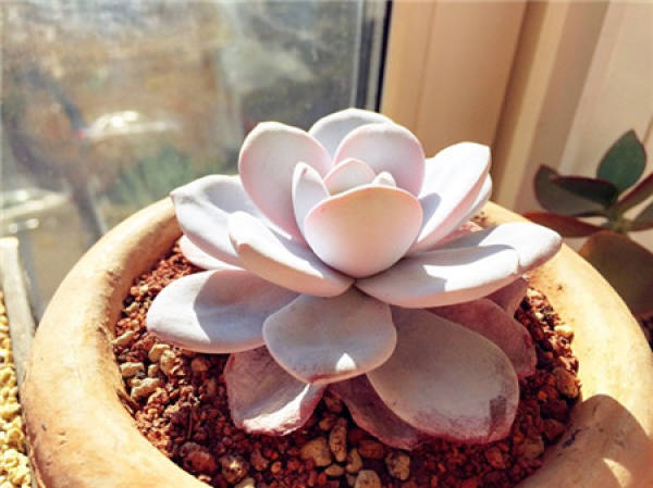 Attention should be paid to the prevention and control of diseases and insect pests when sowing snow lotus