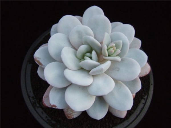 Note after sowing the fleshy snow lotus.