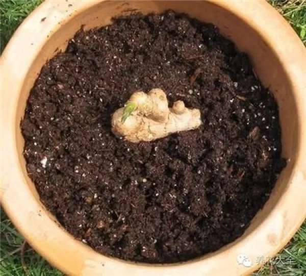 ginger brown sugar