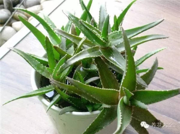 Aloe