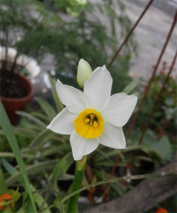 Placement of Water Daffodil
