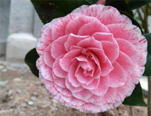 Principles of soil use for potted camellia