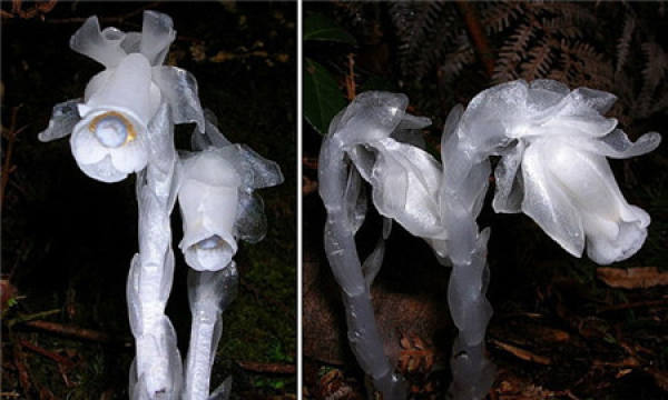 Monotropa