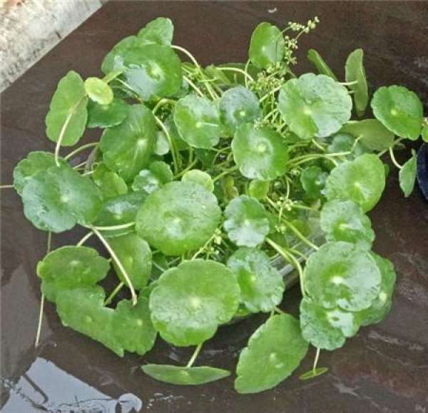 preparation for wintering of copperhead