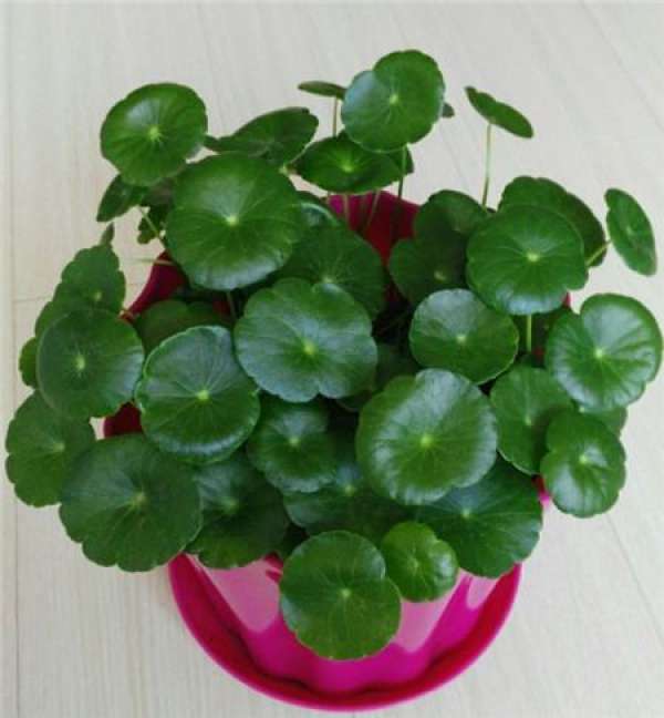 How to raise water culture copper money grass in winter?