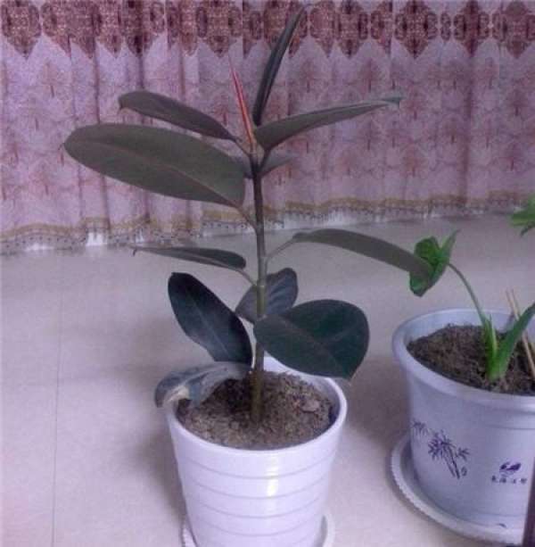 Pruning and maintenance of rubber tree